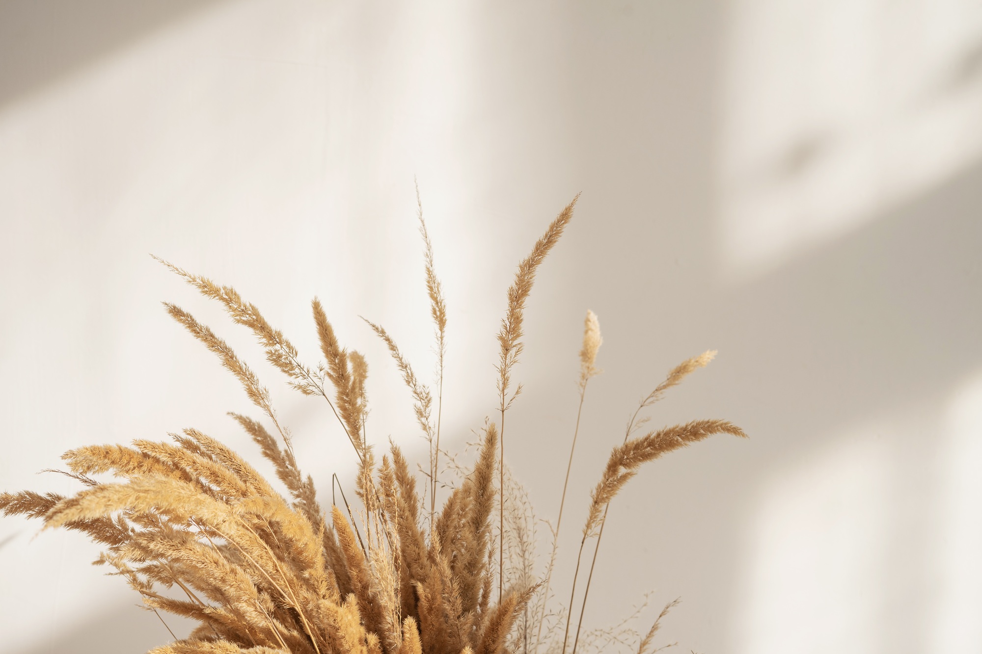 A bouquet of dry spikelets of pampas grass against the background of a beige wall in the sun.